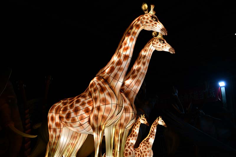 Family of life-size giraffe lanterns for safari zoo displays