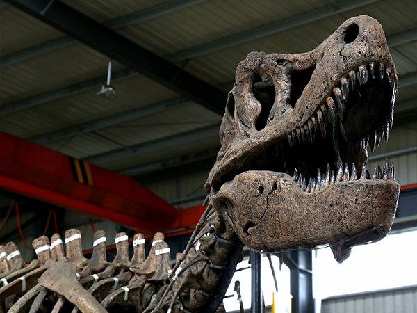 Museum-grade skeleton displays