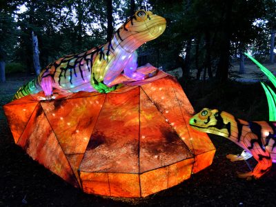 Camouflaged Lizard Lantern Display