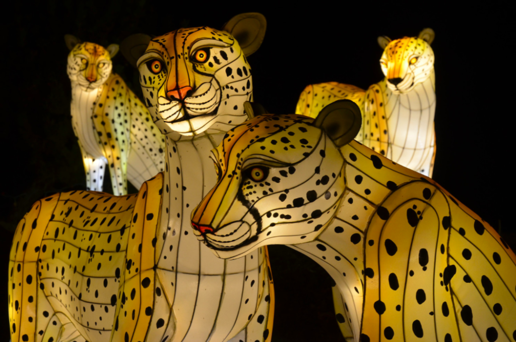 Illuminated zebra herd lantern display at Dublin Zoo Wild Lights festival. Three zebras with dramatic black and white stripes accented by cool blue lighting on legs. African wildlife lanterns crafted with Chinese traditional silk techniques for European winter festival.
