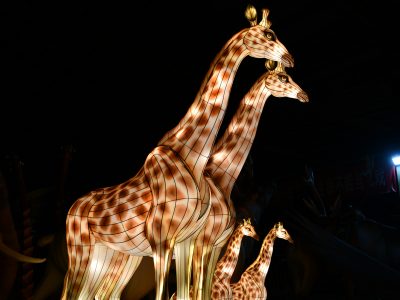 Giraffe Family Lanterns