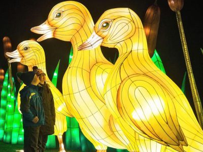 The Ugly Duckling Lantern Display