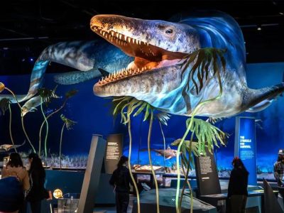 Life-Size Animatronic Mosasaurus — Giant Marine Reptile Exhibit for Aquariums & Natural History Museums
