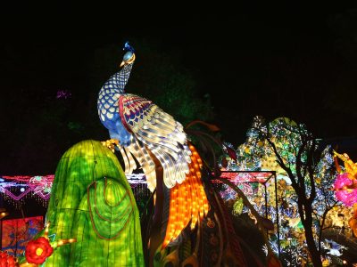 Peacock Feather Rock Lantern