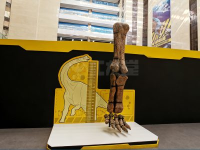 Large Dinosaur Leg Bone Fossil Display