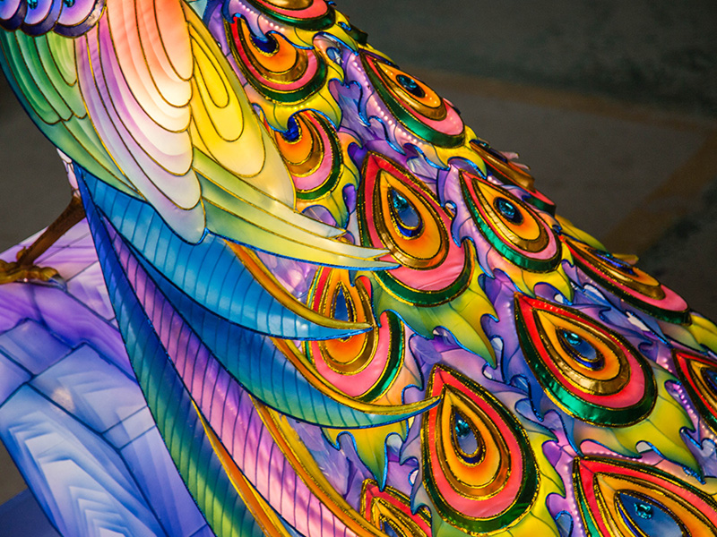 Close-up of peacock lantern tail feathers showing intricate eye patterns and color gradients