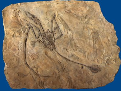 Long-Tail Pterosaur Fossil Plate Replica