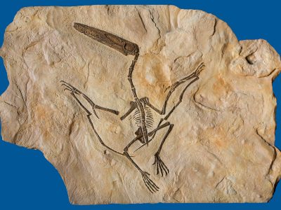 Short-Tail Pterosaur Fossil Plate Replica