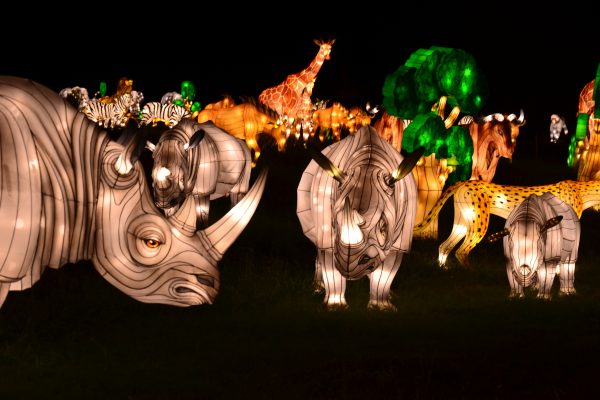 Animal Lanterns — From Sketch to Spectacle
