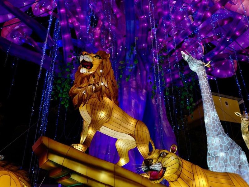 Safari Lion Giraffe Purple Trees Lantern