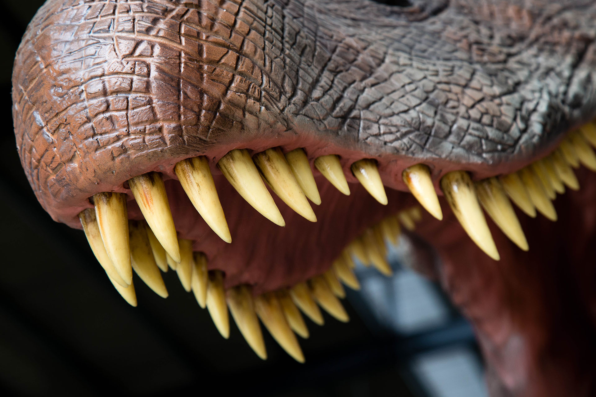 Spinosaurus silicone skin detail showing dorsal sail structure and skin texture