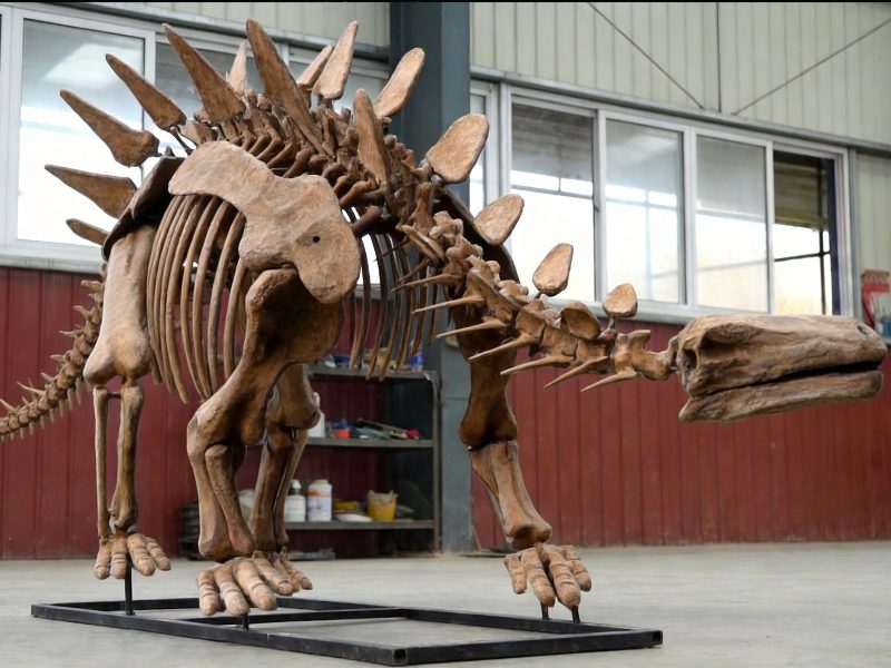 Life-Size Stegosaurus Skeleton Fossil Replica