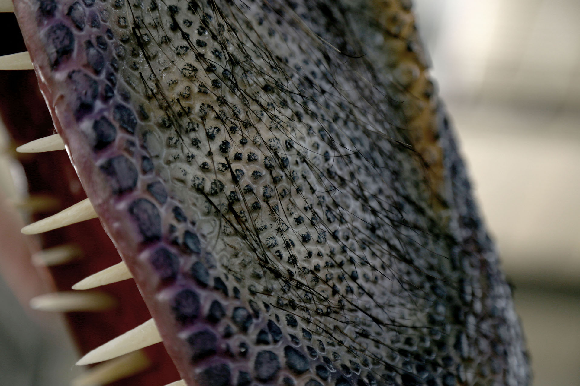 Tiamat silicone skin close-up showing texture and color layering quality