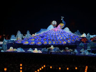 Massive Peacock Lantern Installation – Festival Centerpiece Display