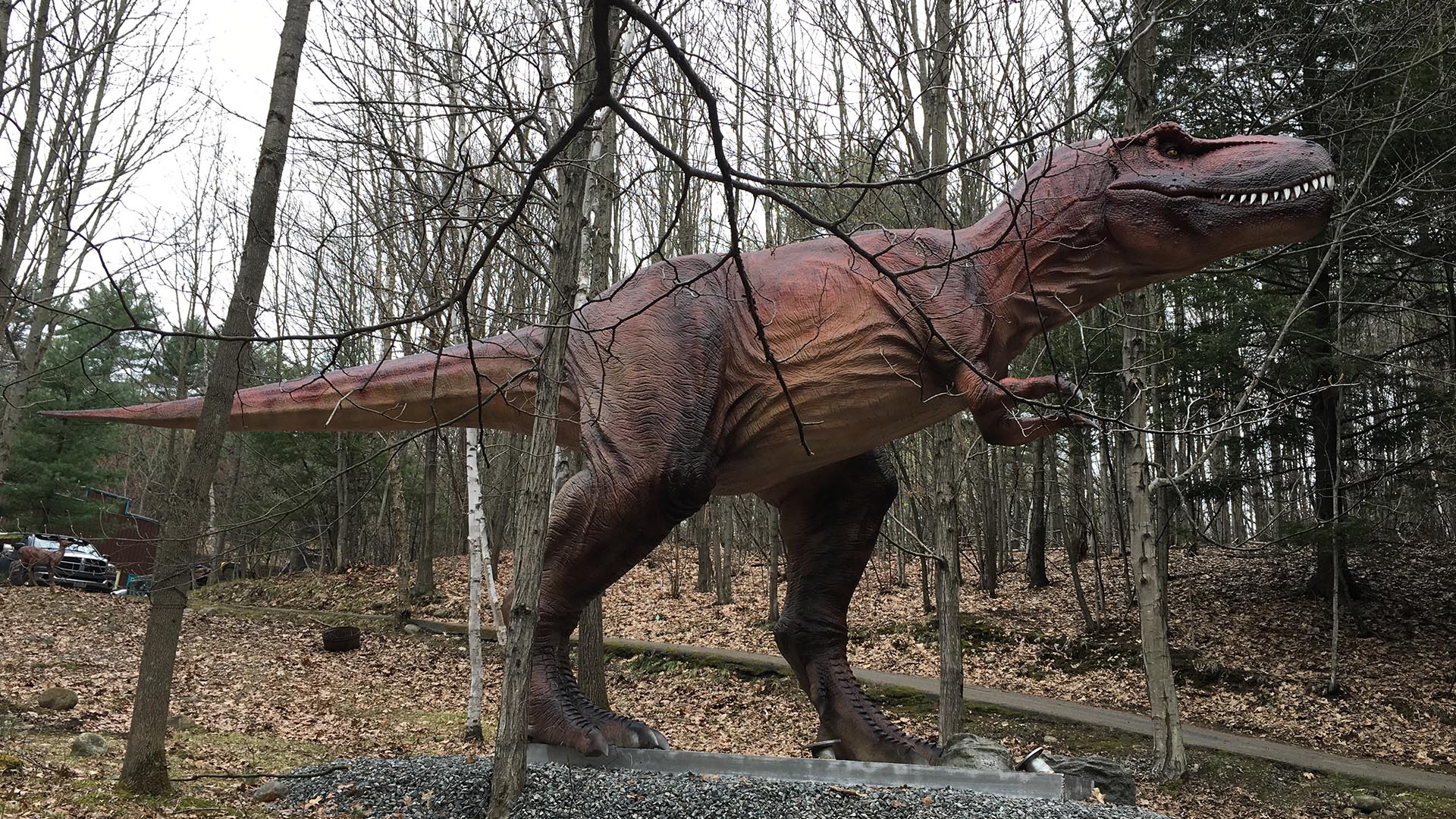 Life Size T Rex Display HD Wallpaper