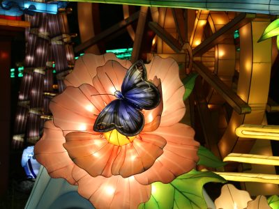 Butterfly Lantern on Flower