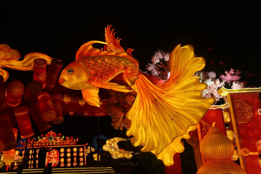 animal-lantern-buying-guide-fish-marine