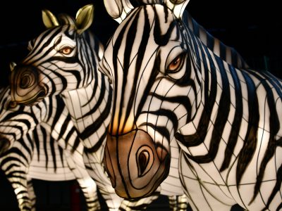 Life-Size Zebra Lantern Sculpture