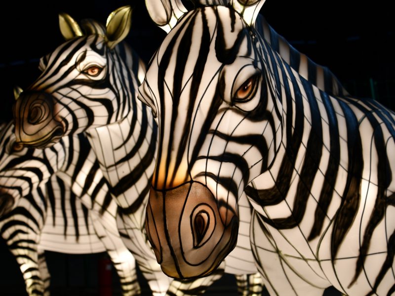 Life-Size Zebra Lantern Sculpture