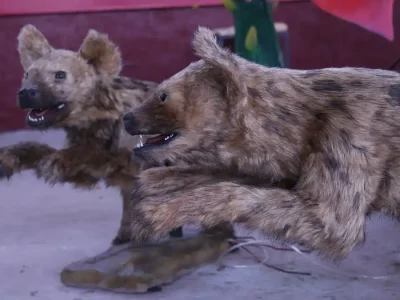 Animatronic Hyena — Patented Silicone, Factory-Direct
