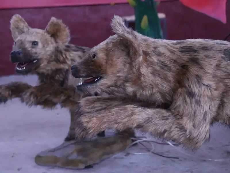 Animatronic Hyena — Patented Silicone, Factory-Direct