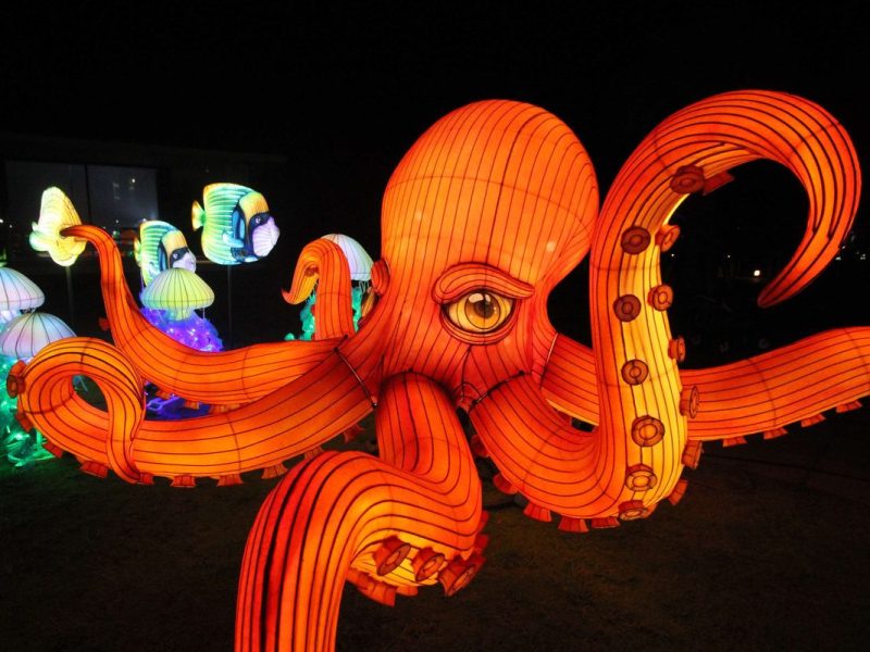 Red Octopus Lantern